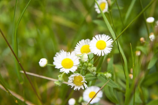 White and yellow daisies