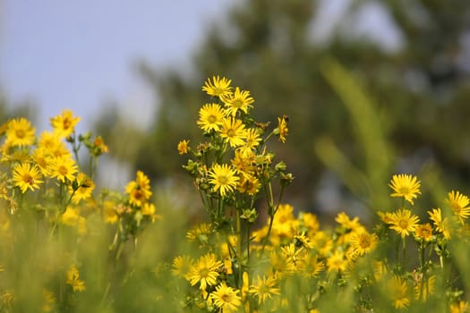 yellow sunflowers in late afternoon sun sky background