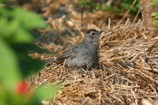 Gray Catbird on hay in morning sun