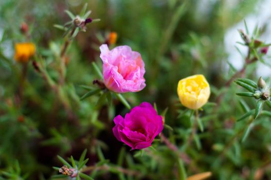 Mixed portulaca flowers - also called purslane roses, sun plant or verdolaga