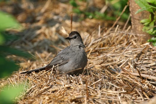 Gray Catbird on hay in morning sun