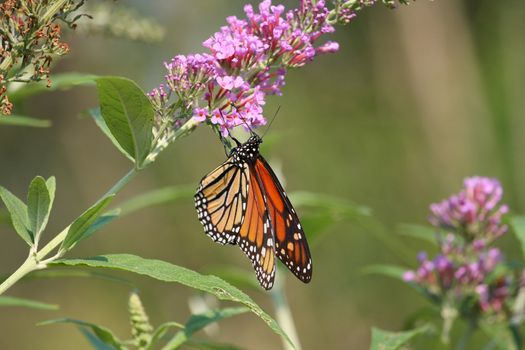 Monarch Butterfly Danaus plexippus feeding on butterfly bush