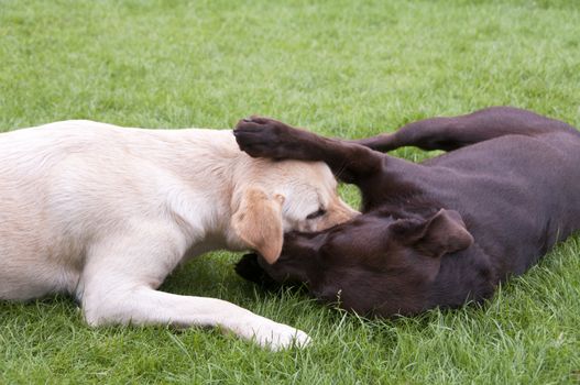 brown and white labrador play looking like fight