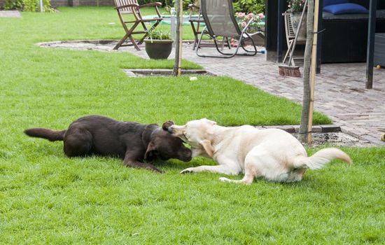 brown and white labrador play looking like fight