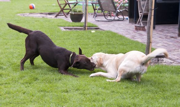 brown and white labrador play looking like fight