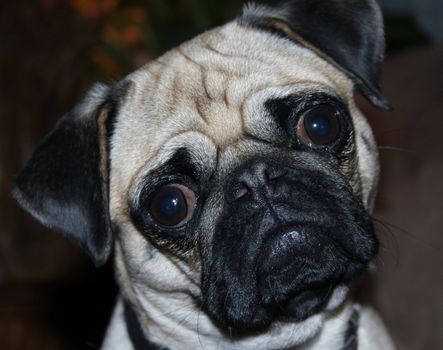 This pug is a puppy with large eyes and looks baffled.