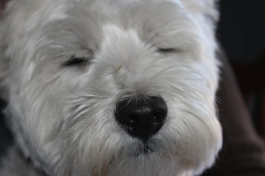 This Westie is about to fall asleep.