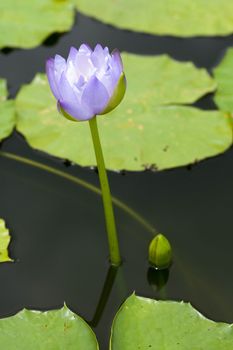 Nymphaed Hybrid,Waterlily HyBrid