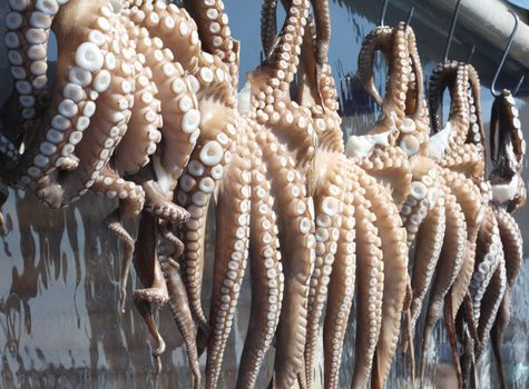 Octopuses hanging to dry outside restaurant in Greece.