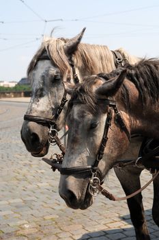 Closeup portrait of pair gray carriage horses with harness