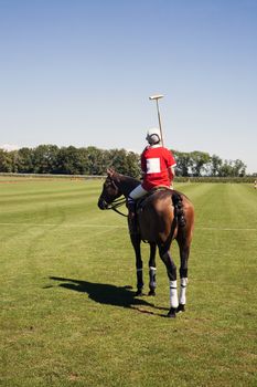 Polo player on horse contemplating the field before start of match.