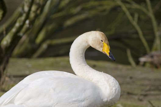 Head and body of a Whooper Swan, Cygnus cygnus, on land
