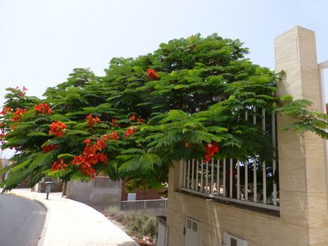 Barranca tree in Patalavaca