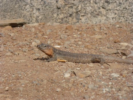 Lizard in Arguineguin