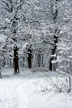 winter trees under white snow, Moscow, Russia