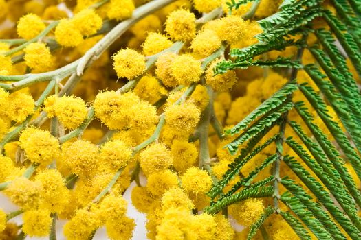 Mimosa background, extreme close up