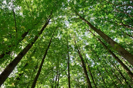 Green forest with high trees