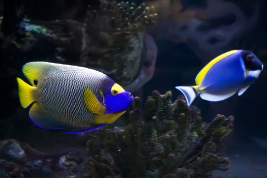 Beautiful exotic tropical fishes under water