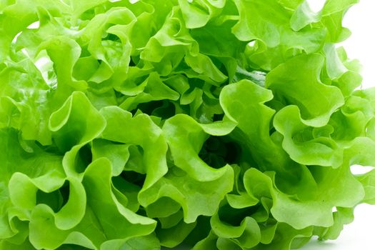 Fresh green Lettuce salad