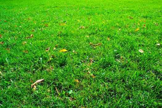 Green lawn. it can be used as background