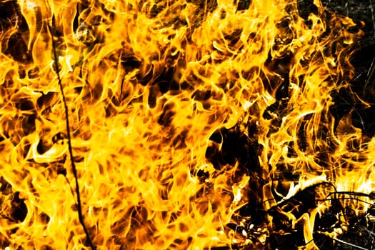 Orange flame burning on black background