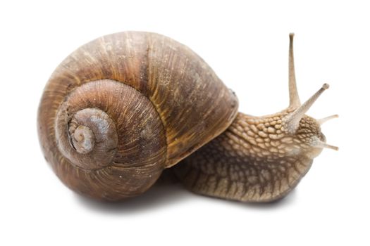 Funny snail on a white background