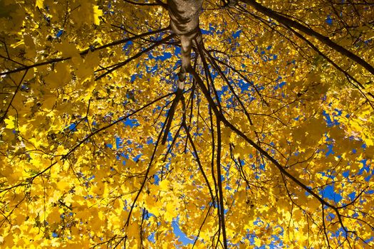 Golden maple leaves in Kolomenskoye park, Moscow