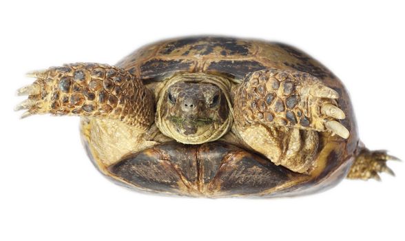 tortoise isolated on white background 