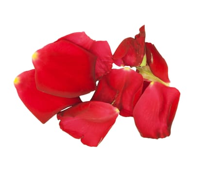 Rose petals isolated on white