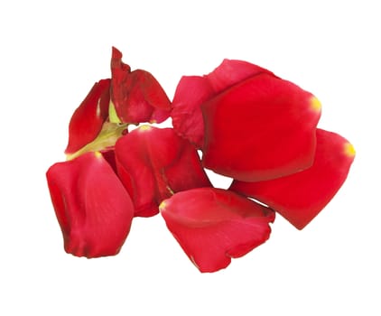 Rose petals isolated on white