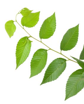 Green small leaves on the white background