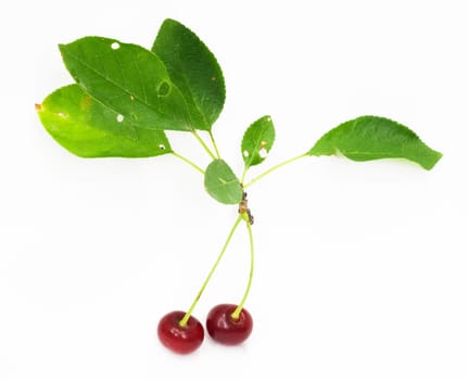 cherry