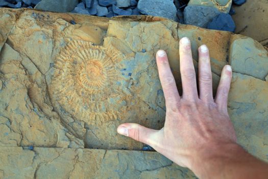 Ammonite print at kimmeridge bay dorset