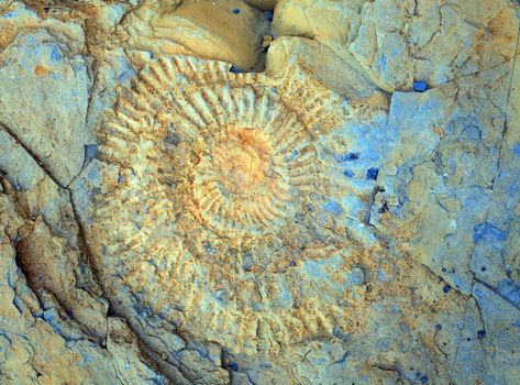 Ammonite print at kimmeridge bay dorset