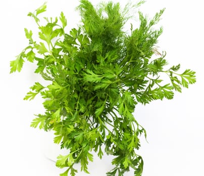 Dill and parsley are shown in the picture. 