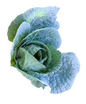 cabbage head growing on the vegetable bed 