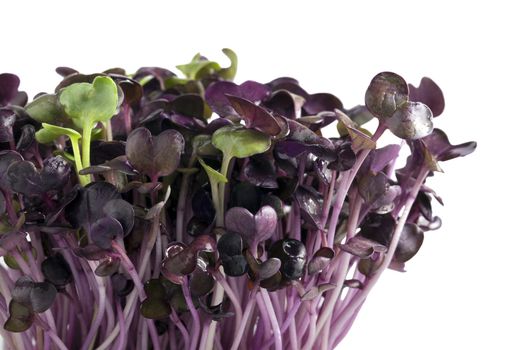 Purple radish sprouts with a couple of green spouts on white background.