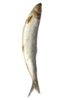 salted herring on white background 