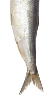 tail salty herring on white background