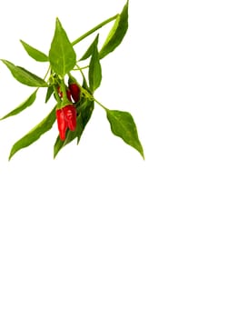 Little red hot Hawaiian Chile Peppers 