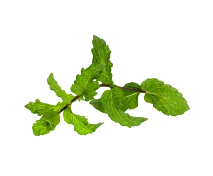 mint on a white background