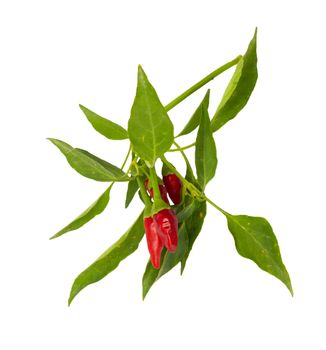 Little red hot Hawaiian Chile Peppers 