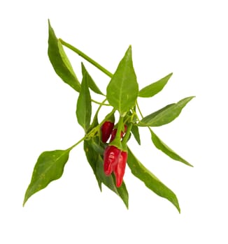 Little red hot Hawaiian Chile Peppers 