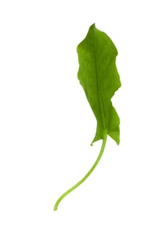 fresh sorrel isolated on white background 