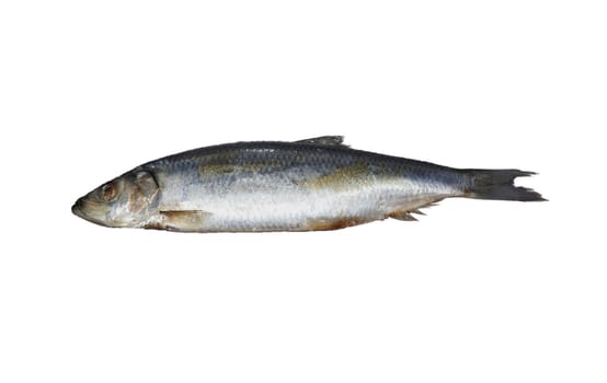 Herring. Image series of different food on white background 