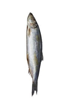 Herring. Image series of different food on white background 