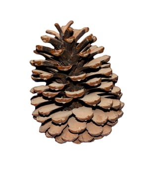 Cedar cone isolated on white background 