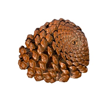 Cedar cone isolated on white background 