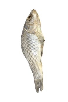 Dried fish allocated on a white background 