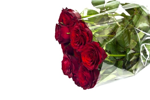 Beautiful red roses on a white background with space for copy. 